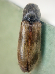 Hemicrepidius pallidipennis