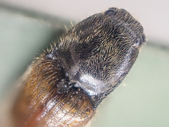 Hemicrepidius pallidipennis