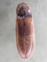 Hemicrepidius pallidipennis