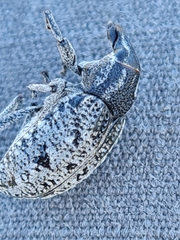 Pleurocleonus sollicitus