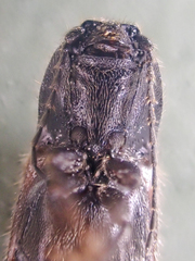Hemicrepidius pallidipennis