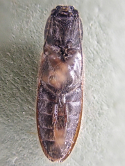 Hemicrepidius pallidipennis