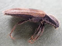 Hemicrepidius pallidipennis