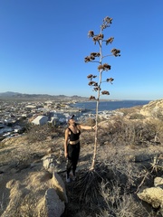 Agave aurea capensis
