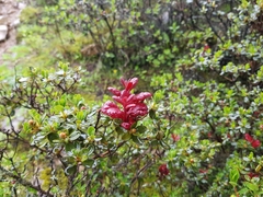 Rhododendron lepidotum
