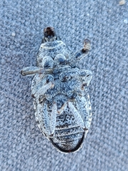 Pleurocleonus sollicitus