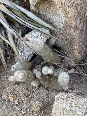 Echinocereus sciurus