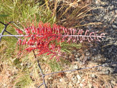 Grevillea dryandri