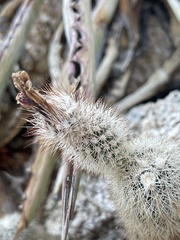 Echinocereus sciurus