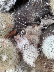 Echinocereus sciurus