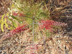Grevillea dryandri