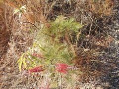 Grevillea dryandri
