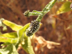 Pterocaulon