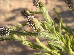 Pterocaulon