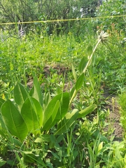 Wyethia helianthoides