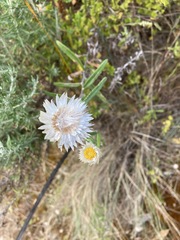 Helichrysum leucopsideum