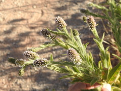 Pterocaulon