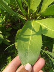 Wyethia helianthoides
