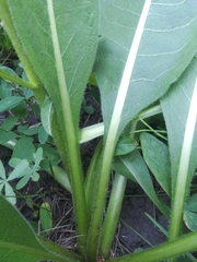Wyethia helianthoides