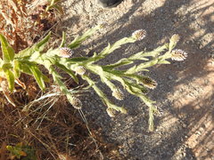 Pterocaulon