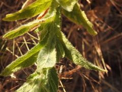 Pterocaulon