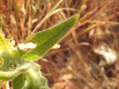 Pterocaulon