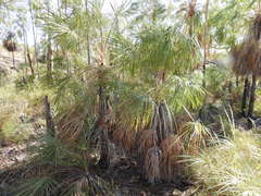 Livistona inermis