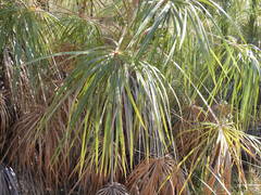 Livistona inermis