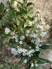 Leptosiphon nuttallii