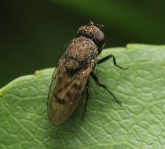 Paralimna punctipennis