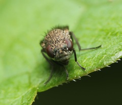 Paralimna punctipennis