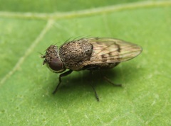 Paralimna punctipennis