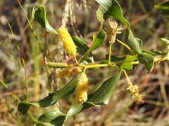 Acacia helicophylla
