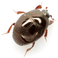 Xerosaprinus ignotus