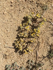 Eriophyllum pringlei