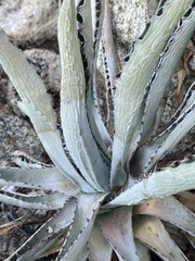 Agave aurea capensis