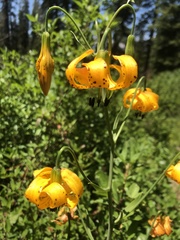 Lilium pardalinum