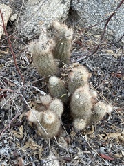 Echinocereus sciurus
