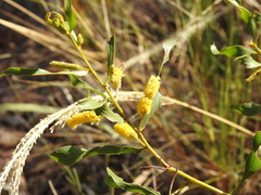 Acacia helicophylla