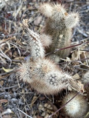 Echinocereus sciurus