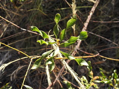 Acacia helicophylla