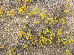Eriophyllum pringlei