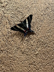 Rhetus arcius