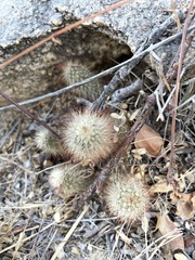 Echinocereus sciurus