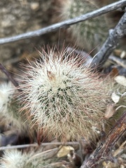 Echinocereus sciurus