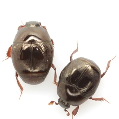 Xerosaprinus ignotus