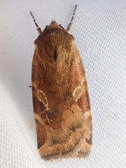 Cryptocala acadiensis