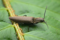 Proludius protractus