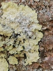 Lepraria membranacea