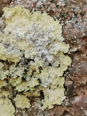 Lepraria membranacea